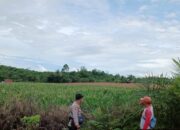 Polresta Bulungan Perkuat Ketahanan Pangan, Dukung Program Asta Cita Presiden