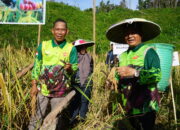 Panen Raya Padi Gogo di Desa Pejalin: Syarwani-Kilat Tegaskan Komitmen Dukung Ketahanan Pangan Daerah