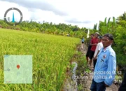 Panen Raya Program Optimasi Lahan di SP.9 Tanjung Buka: Petani Bulungan Raih Hasil Gemilang