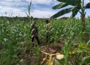 Dukung Ketahanan Pangan, Bhabinkamtibmas Desa Silva Rahayu Cek Lahan Jagung Warga