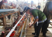 Gubernur Panen Perdana Ayam Petelur, Perkuat Ketahanan Pangan dan Gizi Masyarakat